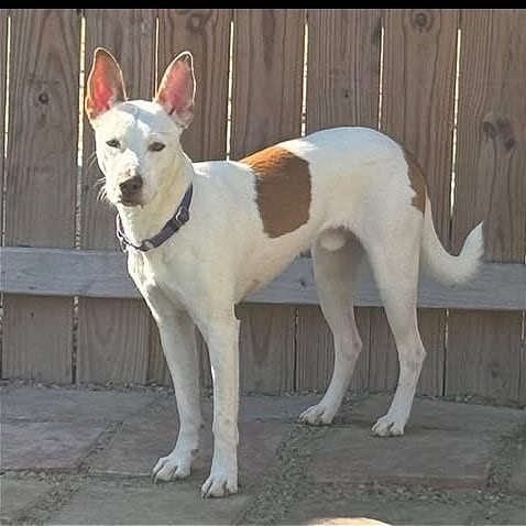 Photo of Judd, adoptable Terrier, Pit Bull / Mix in Weatherford, Texas