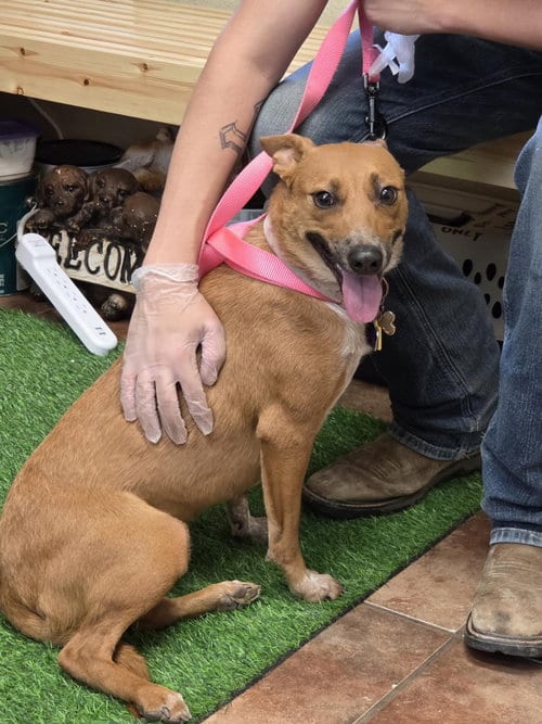 Photo of Ruby, adoptable Red Heeler in Amarillo, Texas