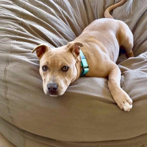 Photo of Naia, adoptable American Staffordshire Terrier in San Juan Capistrano, California