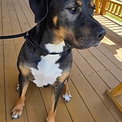 Photo of Paddington / Thanos, adoptable American Pit Bull Terrier Shar Pei in Greeneville, Tennessee