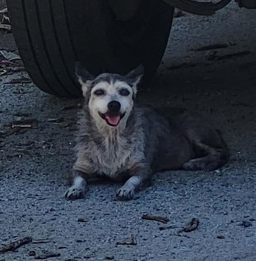 Photo of Daisy, adoptable Jack Russell Terrier (Parson Russell Terrier) in San Antonio, Texas