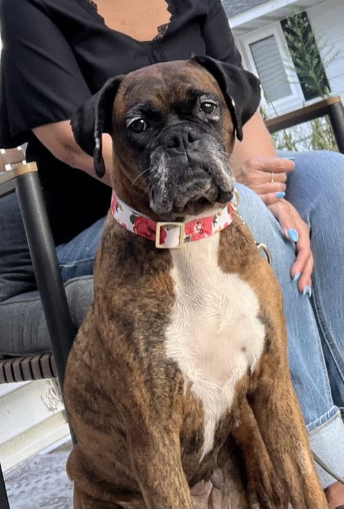 Photo of Gemma, adoptable Boxer in Burnsville, Minnesota