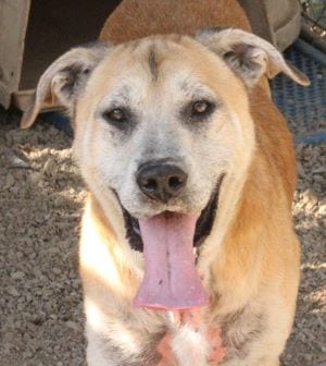 Photo of Luke, adoptable Labrador Retriever in Savannah, Missouri