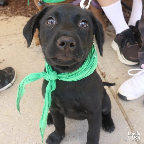 Photo of Tulip, adoptable Labrador Retriever in Washington, District of Columbia