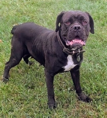 Photo of Vanessa, adoptable Cane Corso Mastiff in Akron, Ohio