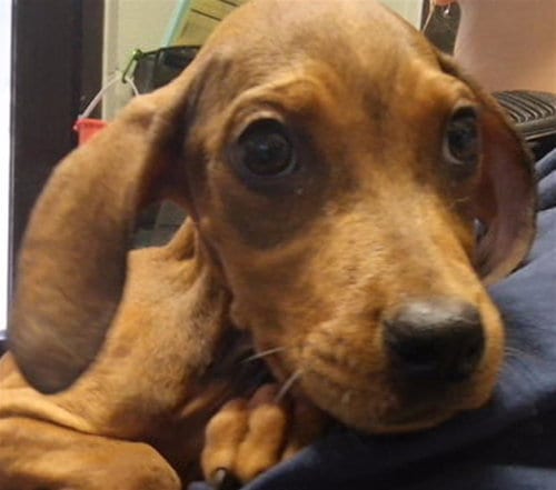 Photo of Trish, adoptable Redbone Coonhound in Tulsa, Oklahoma