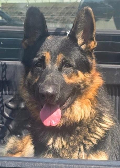 Photo of Oso, adoptable German Shepherd Dog in Downey, California
