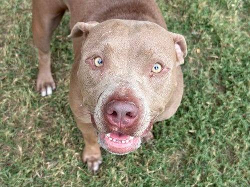 Photo of Asha, adoptable Pit Bull Terrier in Tulsa, Oklahoma