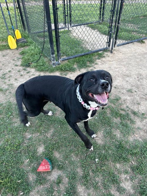 Photo of Hera "Meadow, adoptable Pit Bull Terrier in Evansville, Indiana