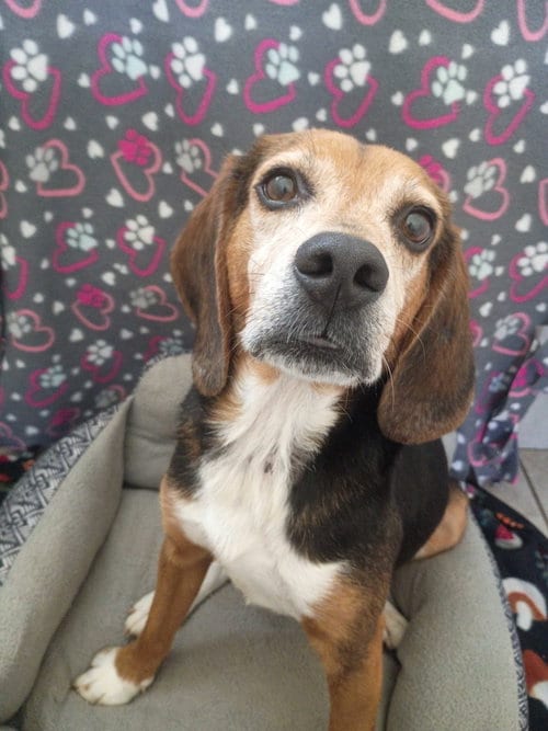 Photo of Elvis Apr 26, adoptable Beagle in Pacolet, South Carolina