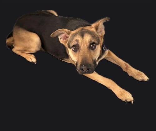 Photo of Lydia, adoptable German Shepherd Dog in Lancaster, California