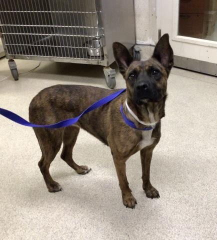 Photo of Tiara, adoptable Pit Bull Terrier in Riverside, California