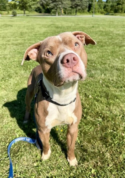 Photo of Eddie, adoptable Pit Bull Terrier in Gloversville, New York