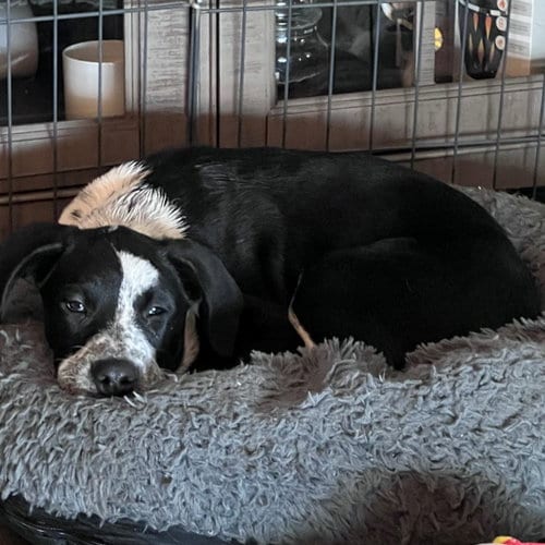 Photo of Thing, adoptable Unknown breed in Rancho Santa Fe, California