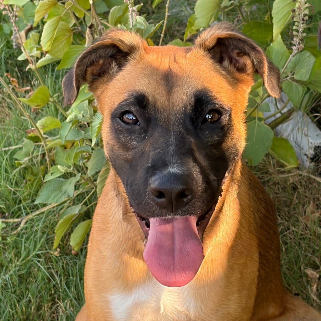 Photo of Laynie 26-08-043, adoptable Mixed Breed (Medium) in Bastrop, Texas