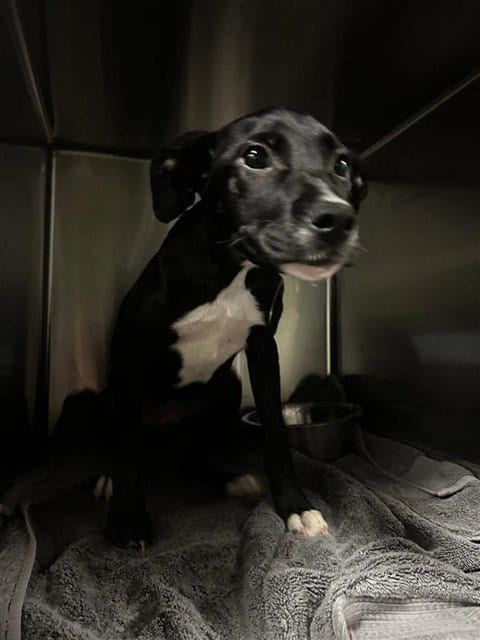 Photo of Ziti, adoptable Labrador Retriever in Waco, Texas