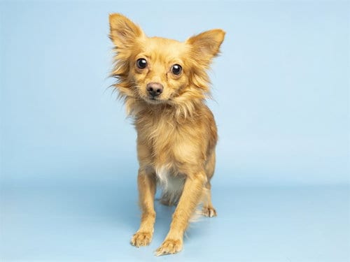 Photo of Rocket, adoptable Pomeranian in Phoenix, Arizona