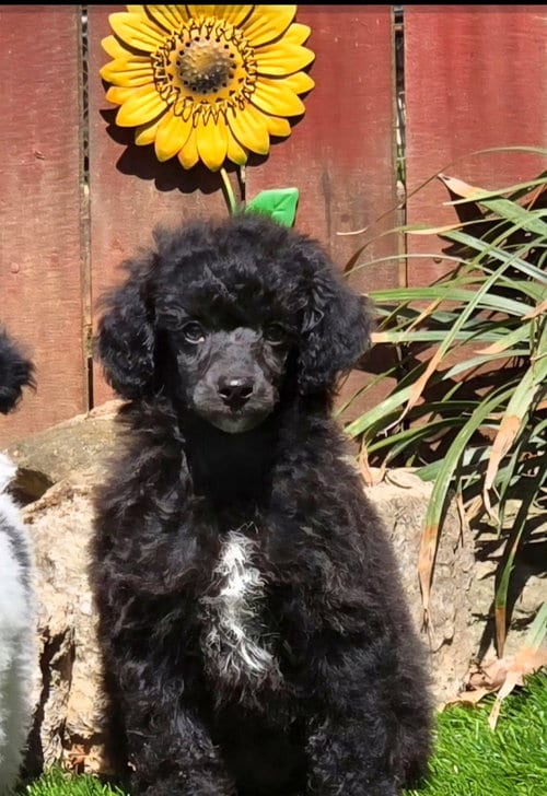 Photo of Oakley, adoptable Poodle (Toy) in York, South Carolina