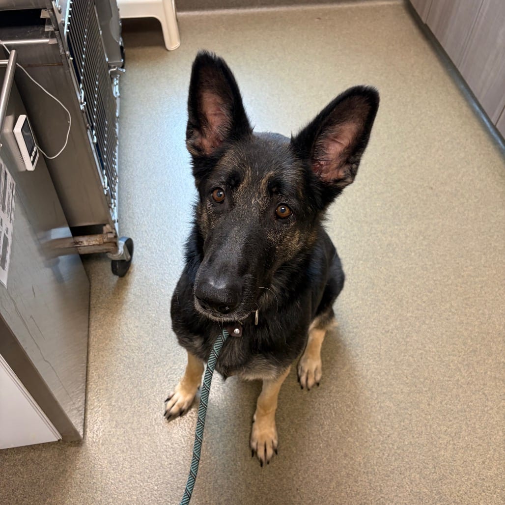 Photo of Daisy, adoptable Shepherd, German in Council Bluffs, Iowa