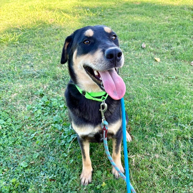 Photo of Sweetie, adoptable dog