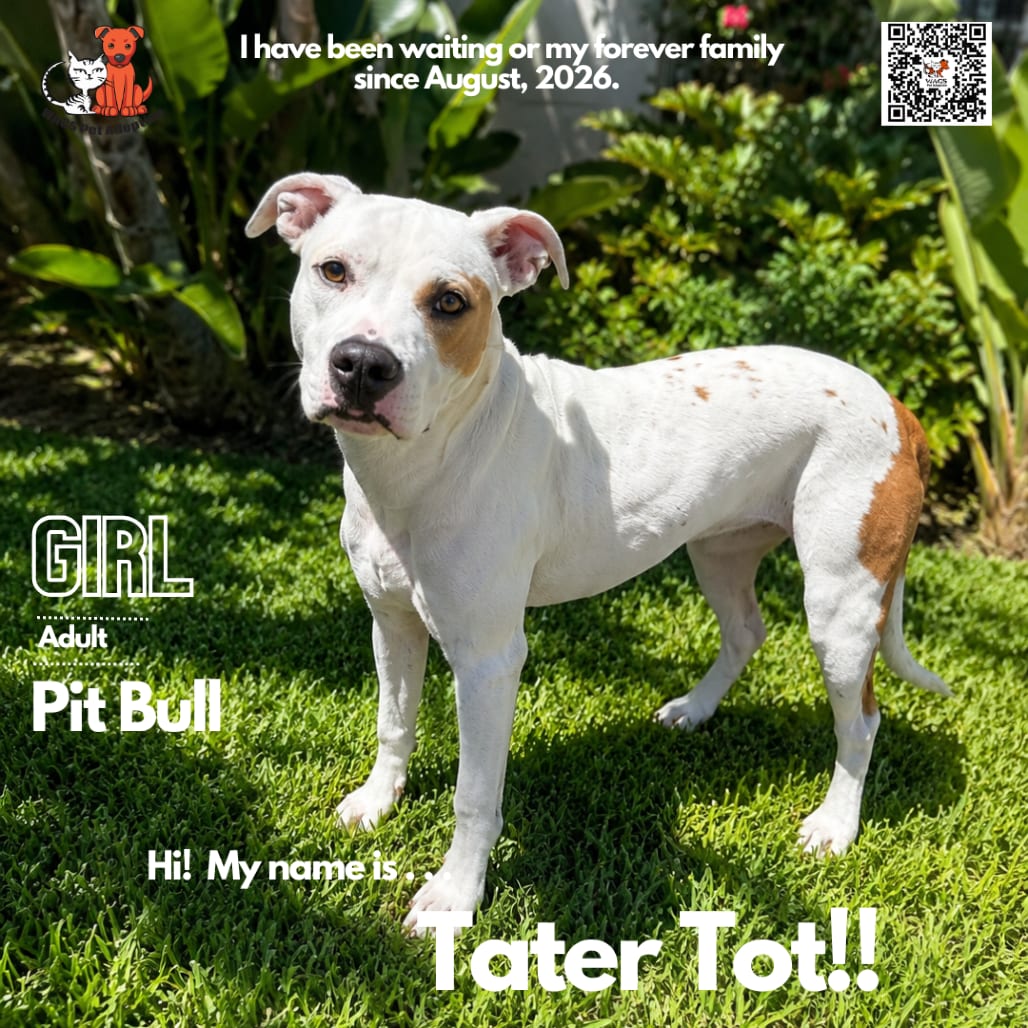 Photo of Tater Tot, adoptable Terrier, Pit Bull in Westminster, California