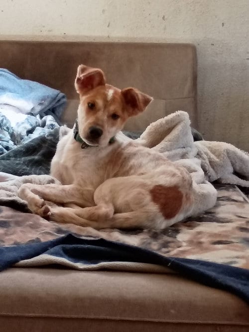 Photo of Brisco, adoptable Cattle Dog in San Juan Bautista, California