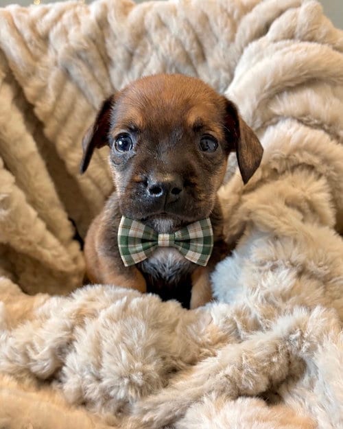 Photo of Pretzel, adoptable French Bulldog in Corona, California