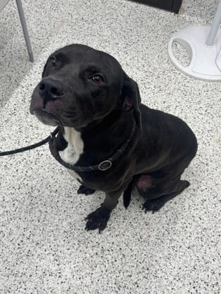 Photo of Slip N Slide, adoptable dog in Atlanta, Georgia