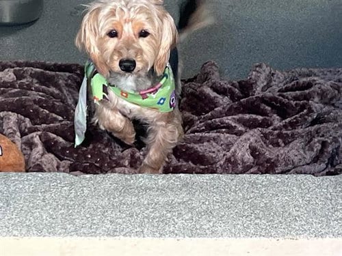 Photo of Howard, adoptable Yorkshire Terrier Yorkie in Orange, California