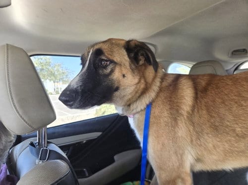 Photo of Missy, adoptable German Shepherd Dog in Phoenix, Arizona