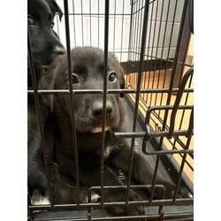Photo of L, adoptable Mixed Breed (Medium) in Baton Rouge, Louisiana