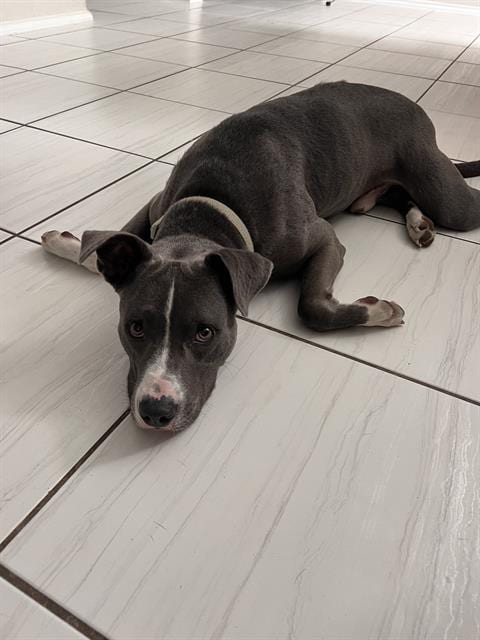 Photo of Paul, adoptable American Staffordshire Terrier in San Antonio, Texas
