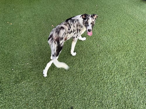 Photo of Morgan, adoptable Australian Shepherd in Garland, Texas
