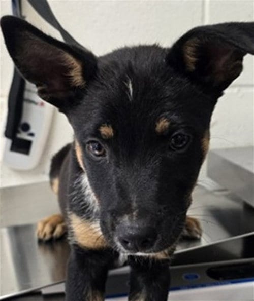 Photo of Bennie, adoptable Queensland Heeler in San Bernardino, California
