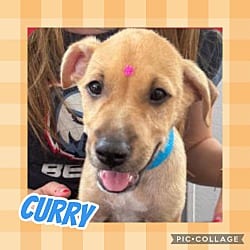 Photo of Curry, adoptable Labrador Retriever Hound (Unknown Type) in Ringwood, New Jersey