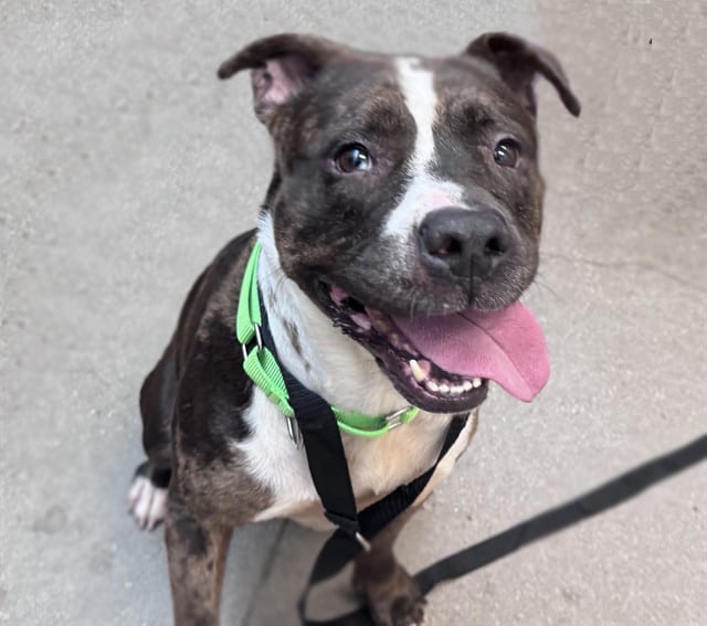 Photo of Freida, adoptable dog