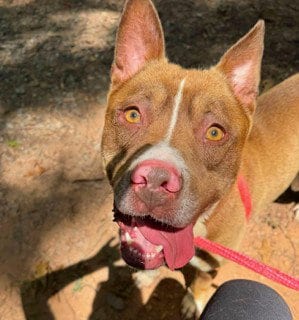 Photo of Milton, adoptable American Bulldog in Clyde, North Carolina