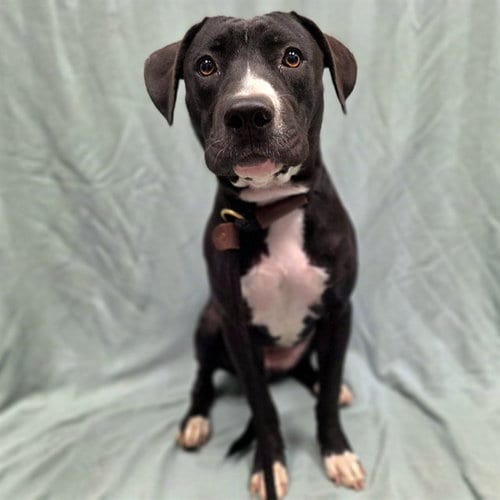 Photo of Pebble, adoptable Labrador Retriever in Long Beach, California