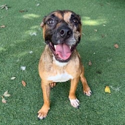 Photo of Moka Pot Polkadot, adoptable Catahoula Leopard Dog Black Mouth Cur in Lakeland, Florida
