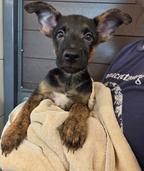 Photo of Taryn, adoptable Unknown breed in Rancho Santa Fe, California