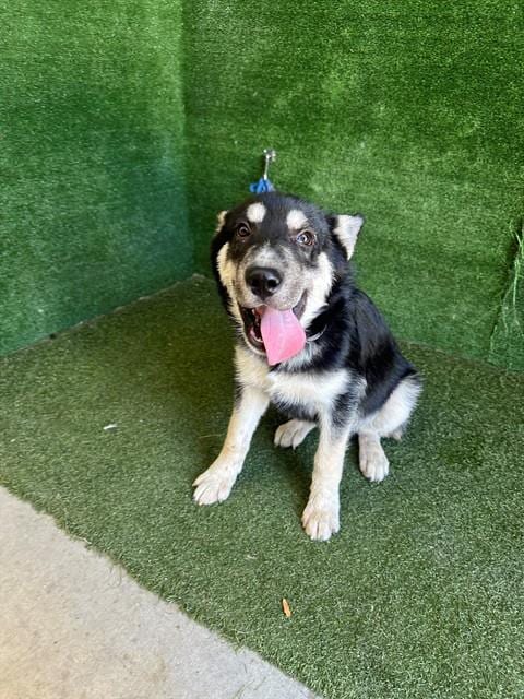 Photo of Rocky, adoptable Siberian Husky in Lancaster, California