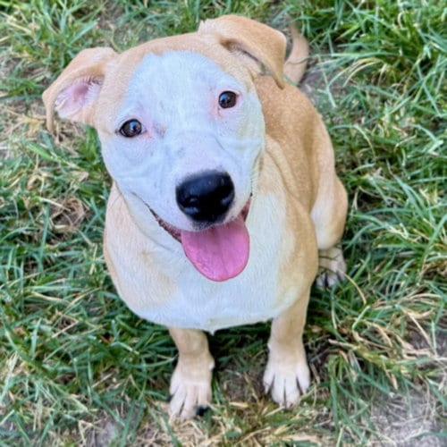Photo of Chika, adoptable Staffordshire Bull Terrier in Houston, Texas