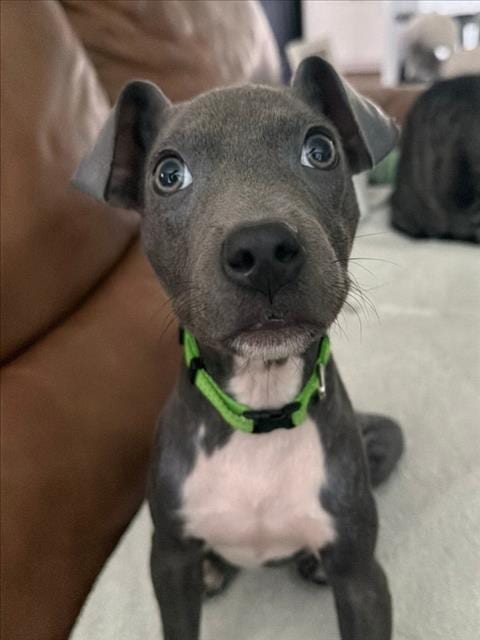 Photo of Chase, adoptable Staffordshire Bull Terrier in Houston, Texas