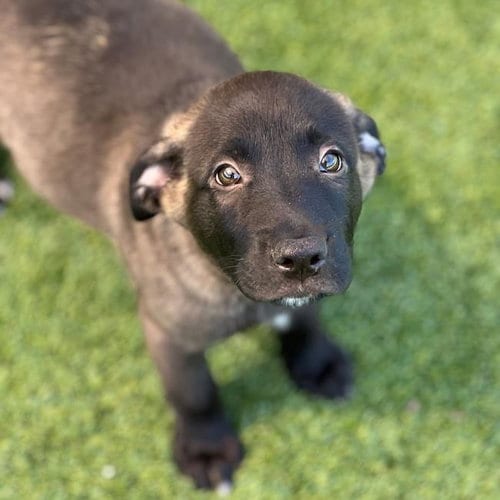 Photo of Juice Box Pup - Motts, adoptable Labrador Retriever in San Diego, California