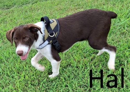 Photo of Hal, adoptable Border Collie in Mountain View, Arkansas