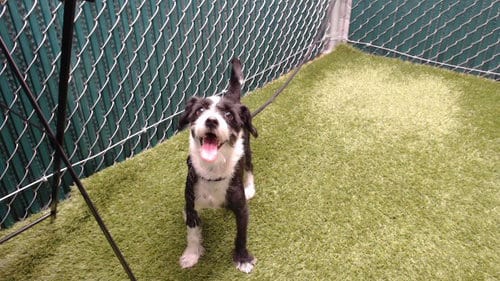 Photo of Snoopy, adoptable Terrier in Downey, California