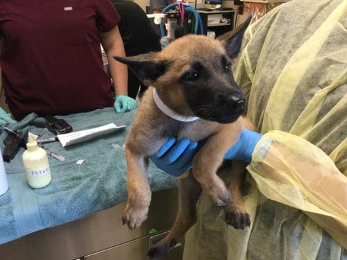 Photo of Muffin, adoptable German Shepherd Dog in Riverside, California