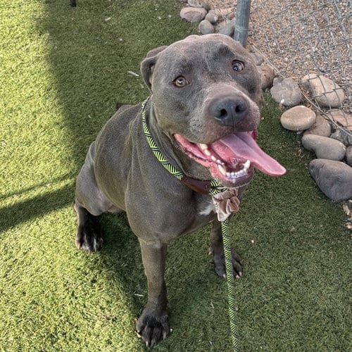 Photo of Chrome, adoptable American Pit Bull Terrier in Phoenix, Arizona