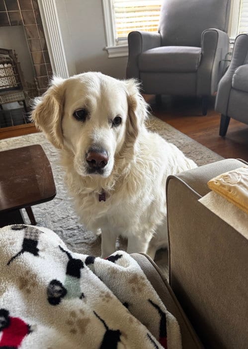 Photo of Rylie, adoptable Golden Retriever in Shreveport, Louisiana