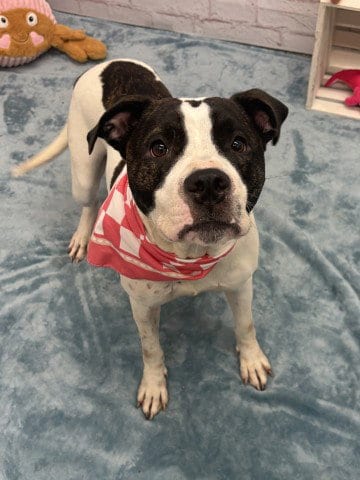 Photo of Red Robin, adoptable Pit Bull Terrier in Detroit, Michigan